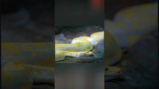 How Many HOURS Does A PYTHON SLEEP 😴 | Amazing Facts 😱 | #shorts #ytshorts 😯👍