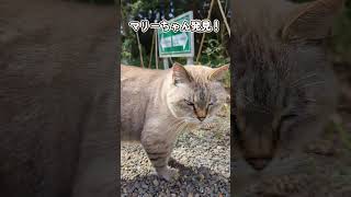 ドリプレ・ローズガーデンその2 #cats #ねこ好き