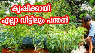 പച്ചക്കറികള്‍ക്ക് വീട്ടുമുറ്റത്തൊരു പന്തൽ ഒരുക്കാം Kitchen Garden Agriculture Kerala Home Garden