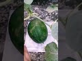 growing watermelon at home  #shorts