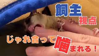 フクロモモンガのコモくんとじゃれ合う！やりすぎて噛まれてしまう💦飼主視点動画