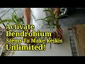 MAKE UNLIMITED KEIKIES | DENDROBIUM ORCHID KEIKIES ACTIVATION TECHNIQUE