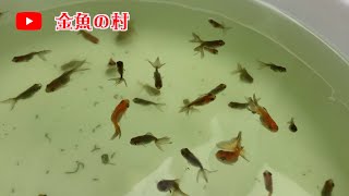 金魚の稚魚　選別しないと後が大変なんで選別しましょう！！汗