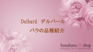 薔薇の品種紹介　Delbard  デルバール【はなはなショップ】