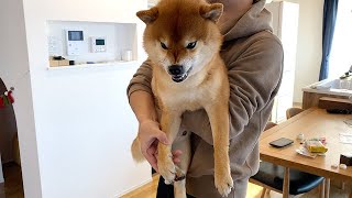 Shiba Inu who receives ale if he works hard on the paws cream that he is not good at