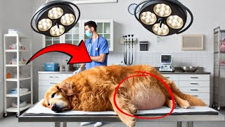 Pregnant Dog Struggles To Give Birth, What Vet Finds Inside Is UNREAL!