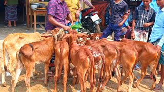 @আজ ১৬ ফেব্রুয়ারী২৫ | সবচেয়ে ছোট ছোট ষাড় ও বকনা বাছুর গরুর দাম | আফতাবগঞ্জ হাট |দিনাজপুর