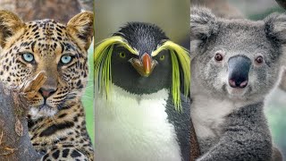 Datos Curiosos sobre animales exóticos - Documental