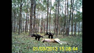 Massive Eagles Eat Kangaroo!!!
