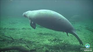 Blue Spring Manatee Webcam Highlights - Under Water (2)