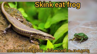 skinks going to eat frog, അരണ തവളയെ പിടിക്കാൻ പോകുന്നു