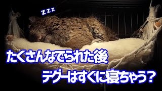 たくさんなでられた後、デグーはすぐに寝ちゃうの？【デグー成長日記】After stroking, do you fall asleep quickly?