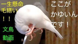 文鳥ズ！一生懸命毛繕い！ここがかゆいんです！文鳥動画