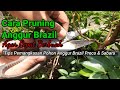 How to Prune Jabuticaba Brazilian Grape to Fruit Fast