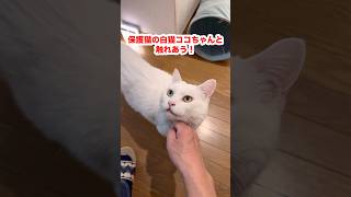 保護猫の白猫ココちゃんと触れあう！　#shorts #保護猫 #cat #ねこ #白猫