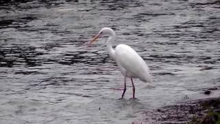 Great Egret Stomping around the River to Find Fish ダイサギが足踏みで川魚を追い出し捕食（冬の野鳥）