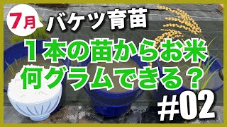 【バケツ育苗】お米の苗１本で米何g収穫できる？#2｜移植18日目〜移植49日目・７月まとめ【自由研究】