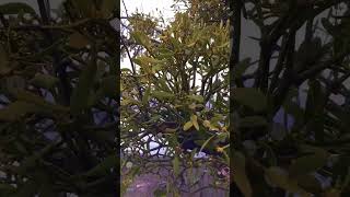 Imela Viscum album European mistletoe Weißbeerige Mistel #nature #plants #viral #trending #shorts