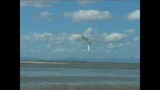 New Zeland Birds: Gull billed Tern hovering and swooping into strong wind