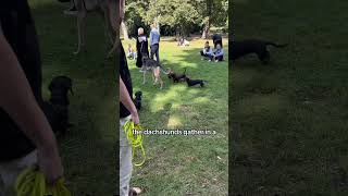 Attenborough on a sausage dog meet up #dachshund #dackel #sausagedog #dachshundlover #doxies