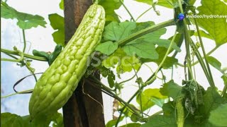 How to Grow Bitter Melon With Many Fruits - Squash Family