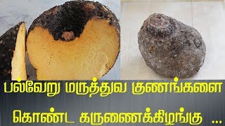 பல்வேறு மருத்துவ குணங்களை கொண்ட கருணைக்கிழங்கு ...