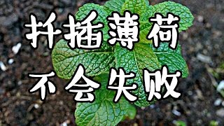 掌握这几点 扦插薄荷太容易啦