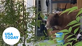 Hungry bear devours cake in open garage refrigerator | USA TODAY