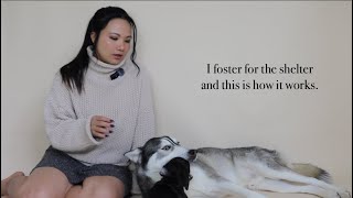 I foster for the shelter and this is how it works.