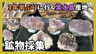 【鉱物採集】まだ採れる？1年半ぶりにあてもなく行く紫水晶産地【みなも＆ぴろこ】