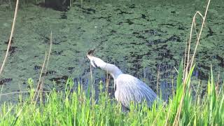 Reiger verslindt kikker