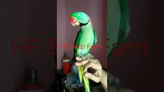 Raw talking parrot # Speaking in urdu #Mitthu Betay