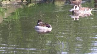 Sierwatervogels.NL - IJseend (Clangula hyemalis)