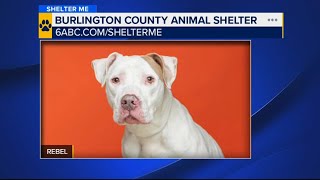 Meet Rebel! Burlington County Animal Shelter's longest resident