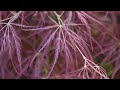 EDGEWOOD JAPANESE MAPLE