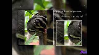 Title - Sugarglider ( பறக்கும் அணில்) Different Pets