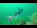 wreck diving expedition norway 2022 part 5 destroyer