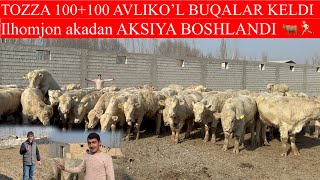 Ilhomjon akadan AKSIYA BOSHLANDI TOZZA 100+100 lik AVLIKO’L BUQALARGA SHOSHILING KAMDAN KAM KELADI