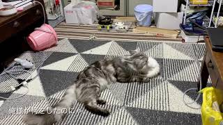 Maine coon メインクーン アルさんの日常　ひょっとしていじめられっ子ですか？