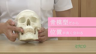 小澤智子先生【フェイシャルの実践解剖学】必ず結果を出すための学びです