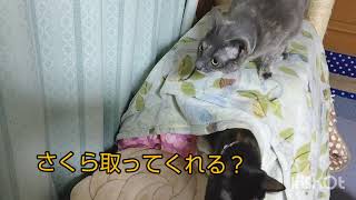 🐱猫多頭飼い（group feeding)思わぬ所へ行った🦀