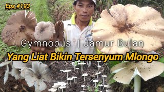 Random Mencari Jamur Liar Semua Dapat | GYMNOPUS | Jamur Bulan Raksasa Eps #193 2025