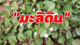 #ep:216 รู้แล้วจะอึ้ง! \