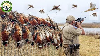Pheasant Hunting – Insane Moments Farmers & Hunters Use Guns in Classic Pheasant Hunts
