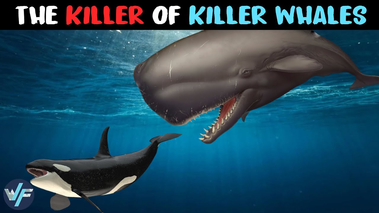 Sperm Whale The Monster That Comes After Killer Whales Youtube