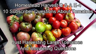 Homestead Harvest Q \u0026 A E-4: Harvesting Large Tomatoes \u0026 Varieties - Subscriber Questions Answered