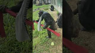 Chimpanzee/Pan troglodytes/Taipei Zoo