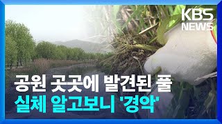 공원 곳곳에 발견된 풀 실체 알고보니 '경악' / KBS  2024.04.22.