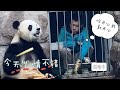 【可爱熊猫】笑不活了，果然北動沒有刻板的熊貓，只有憂鬱的飼養員！#大熊猫 #panda