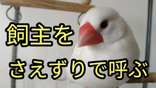 飼い主が見えなくなると、さえずりで飼い主を呼ぶ文鳥